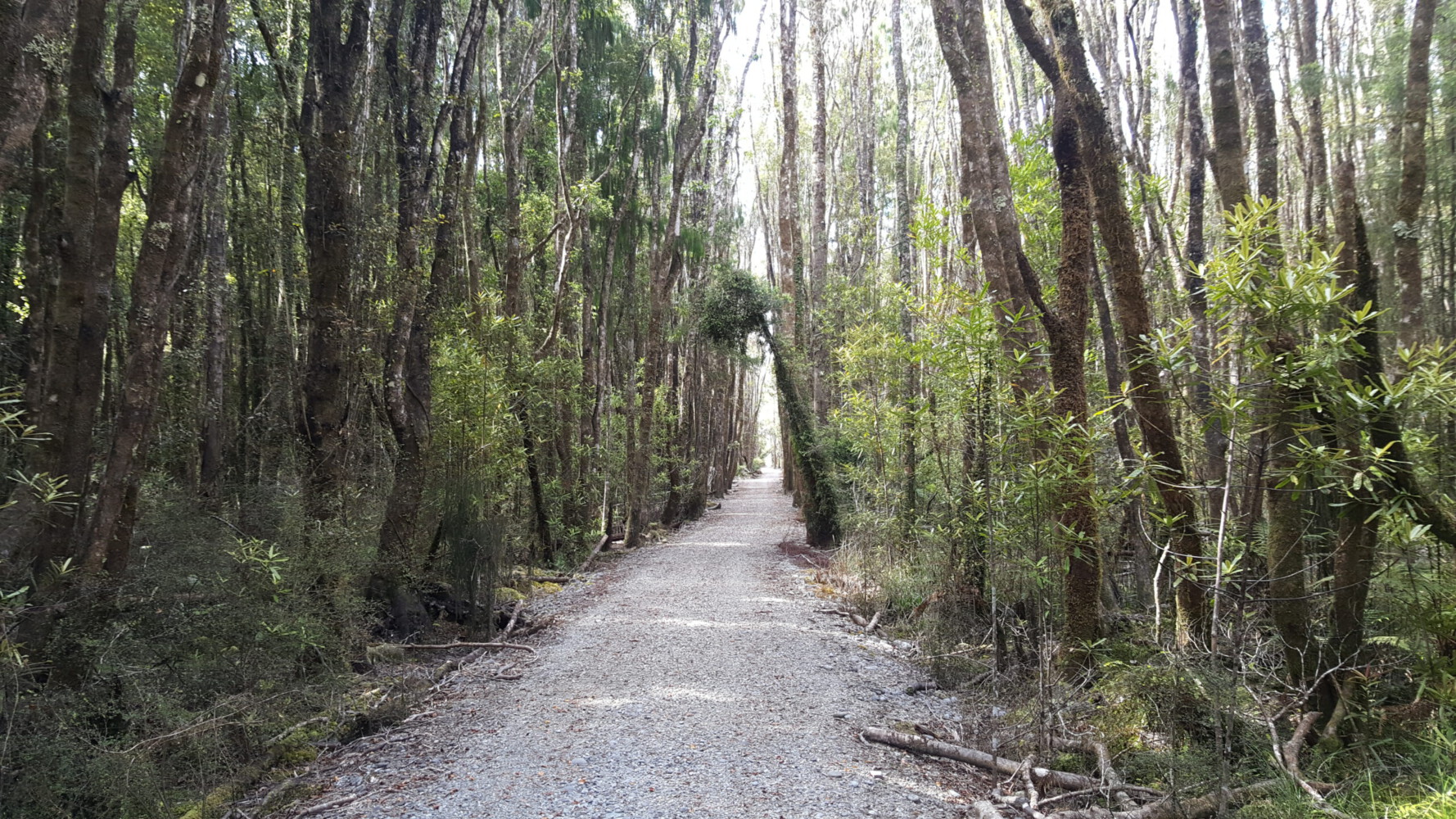 The West Coast Wilderness Trail leads through the jungle near Greymouth