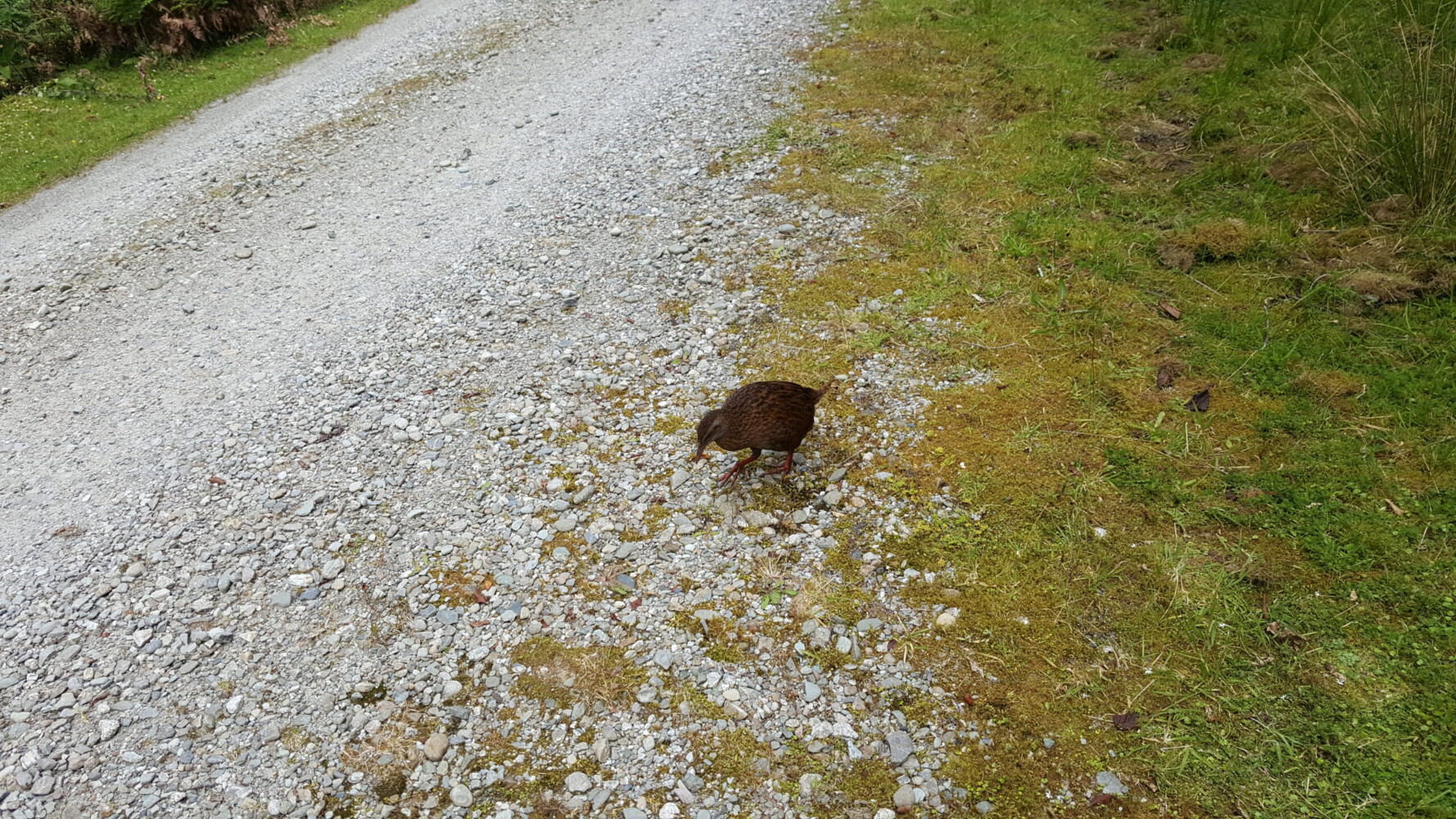 Weka inspecting the road