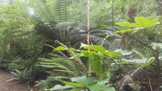 Jungle style in the Tuatapere scenic reserve.
