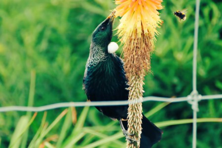 The Tui and a bumblebee during their dinner.