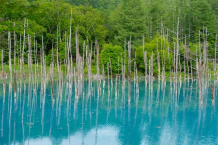 A picture of the blue pond in Hokkaido.