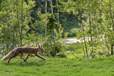 A fox near the Blue Pond.