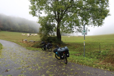 Our bikes resting next to herd of cows.