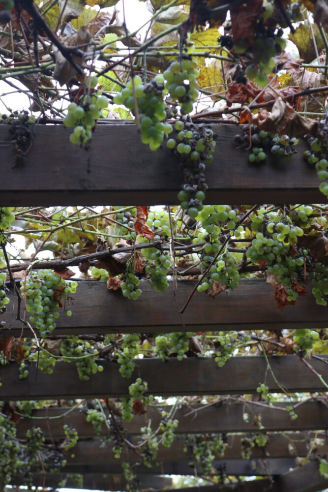 Grapes in the garden of the Engelberg Abbey.