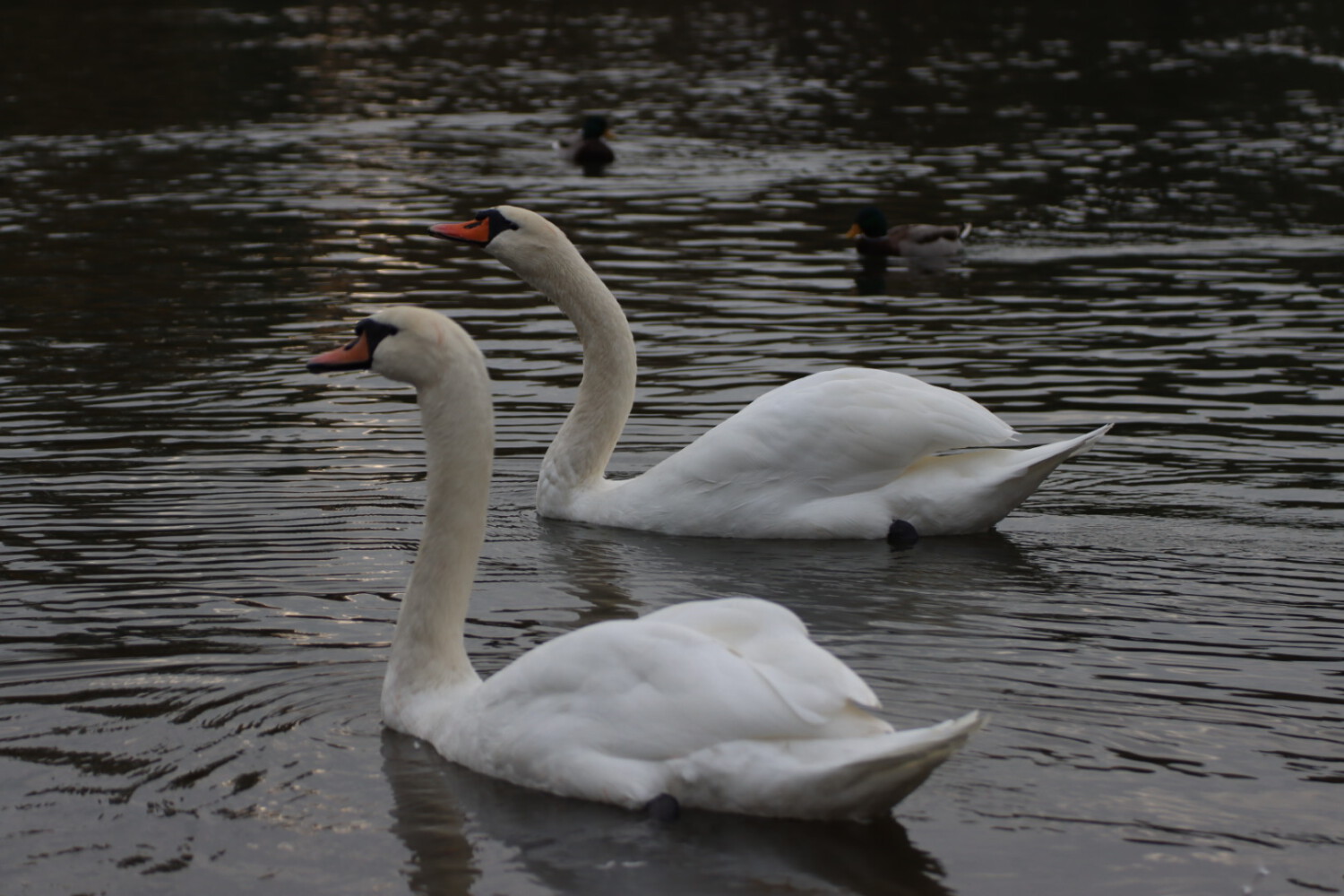Swans on the river Main in Großheubach