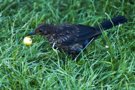 Bird with a fruit on our camping place in Wanaka.