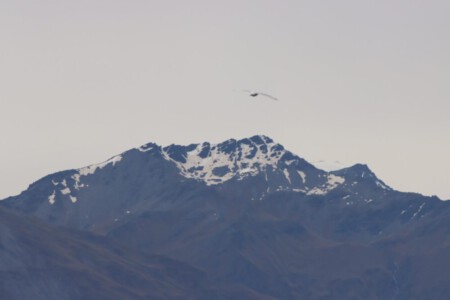 Big bird over the snowy mountains behind Lake Wanaka.