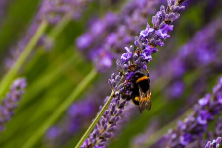 Bumblebee and lavender - a good colour combination.