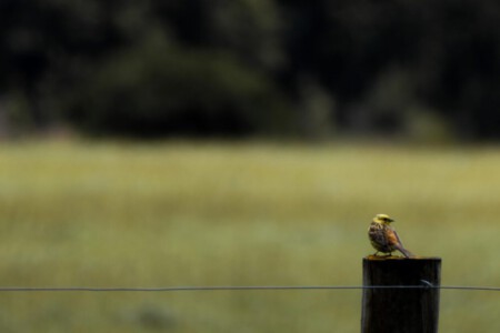Yellowhammer on the around the mountains trail.