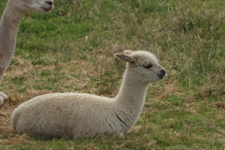 Young alpaca lying in the grass.