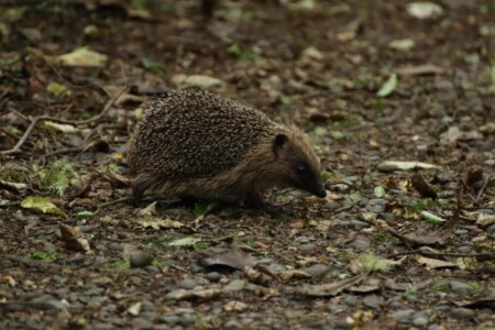 Hedgehog walking in the Tuatapere Scenic Reserve.