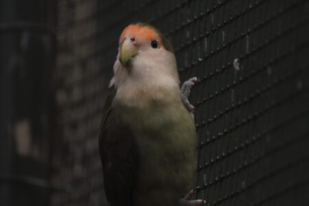 A corious bird in the Queenspark.