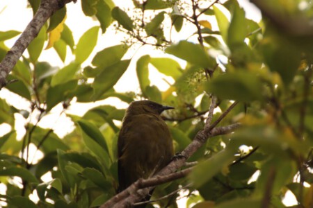 A bird on Steward Island - hiding in the tree.