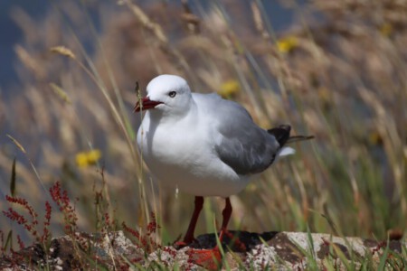 A seagull on Stewart island.