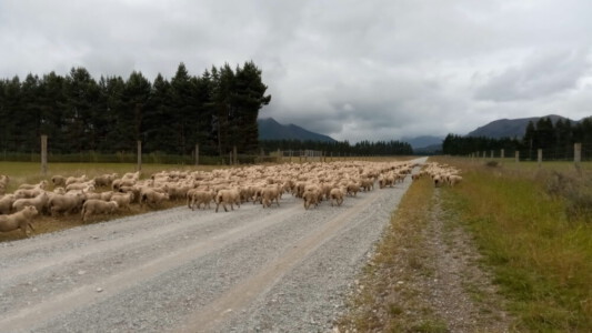 New Zealand sheep group running away from our bikes.