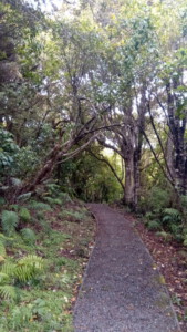 A walkway through the jungle of Stewart island.