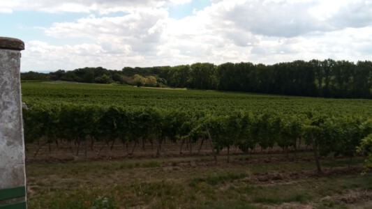 Vineyards at the Pfalz