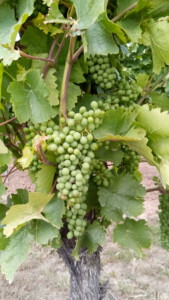 Grapes in the Pfalz