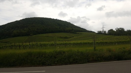 Grapevines and wooded hill near Albersweiler