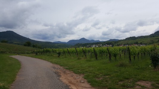 Grapevines, mountains and a path to Albersweiler