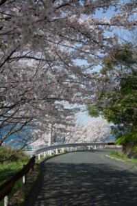 Cherry blossom on the island Shikoku.