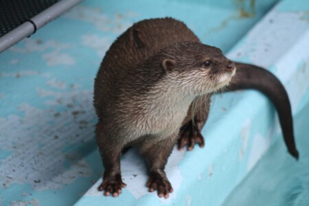 An otter in the Katsurahama Aquarium in Kochi.