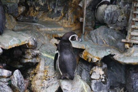 A penguin in the Katsurahama Aquarium in Kochi.