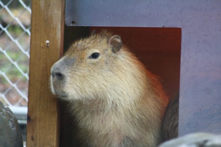 A capybara in the Katsurahama Aquarium in Kochi.