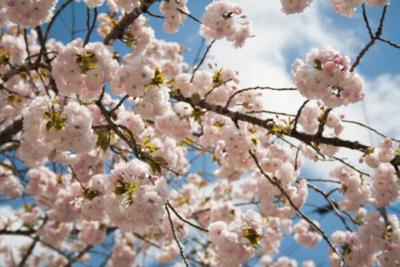 Cherry blossom in the Iya Valley.