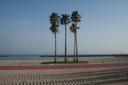 Beach view in Kobe - three palm trees.