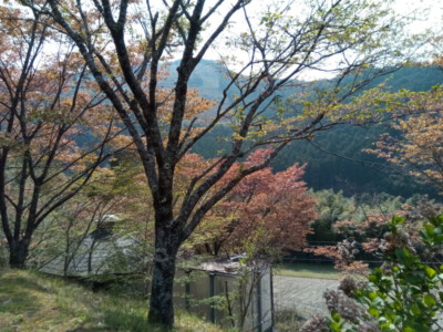 Colourful trees at our campsite near the Shimanto river.