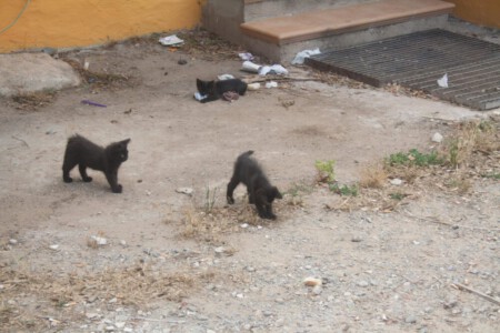 Little kittens playing around at the Riad agriturismo.