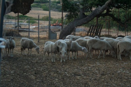 Sheeps at the agriturismo Riad in Gonnesa.