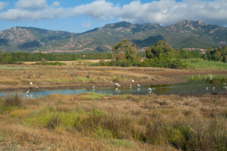 Wetlands near camping Flumendosa - some birds.