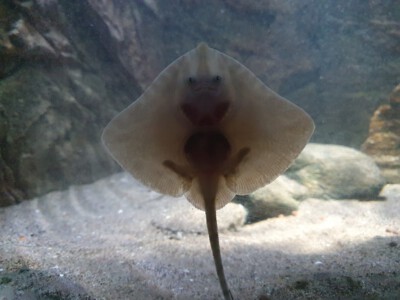 A tiny ray in the Havets Hus aquarium.