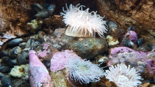 Sea anemones in the aquarium Havets Hus in Lysekil.