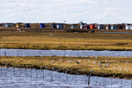 Nature reserve at the beach of Skanör with birds and beach houses.