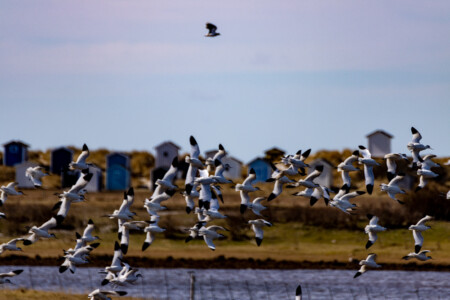 A lot of birds flying around at the beach of Skanör.