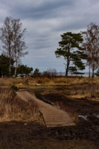 Way to the beach in a nature reserve near Skanör.