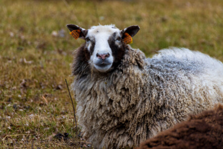 A sheep in a nature reservate near Skanör.