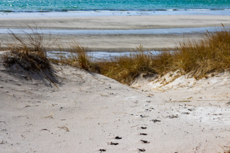 Footprints in the sand at the beach of Falsterbo in Sweden.