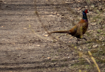 A pheasant running away.