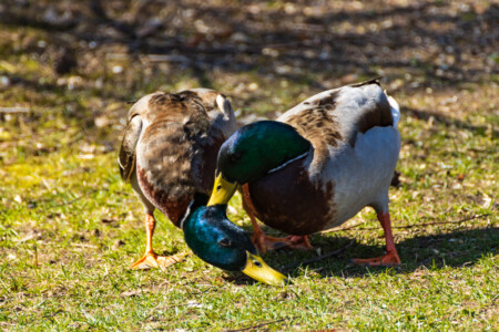 Duck fight at the river Ätra in Falkenberg.