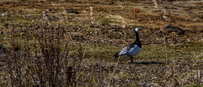 Another goose at the fields of Naturum Getterön right after Varberg.
