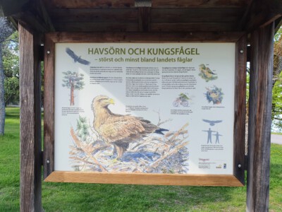 Information table regarding the birds of Sundbyholms area - sadly we did not sea the majestic sea eagle.