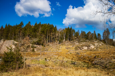 A forest at Rundsbacken.