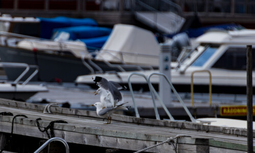 Love making sea gulls in Grebbestad.