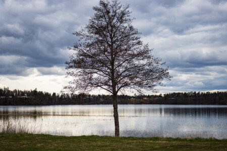 A tree in nice light at the lake Lilla Le in Ed.