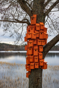 Optimized use of space for birds at the lake Lilla Le in Ed.