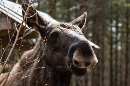 A moose eating twigs.